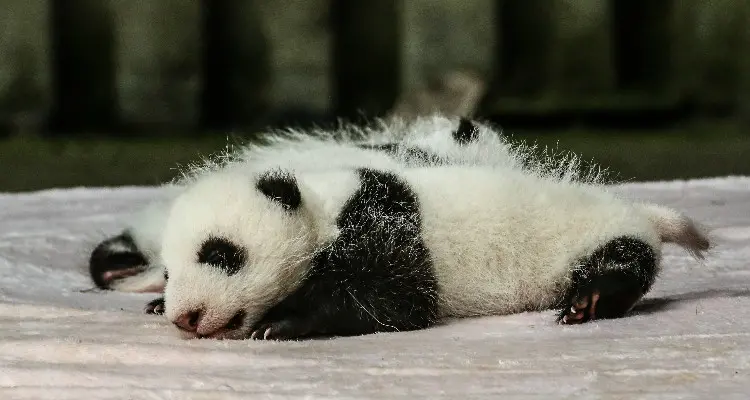 newly born panda baby