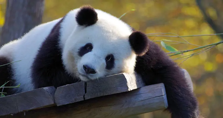 panda