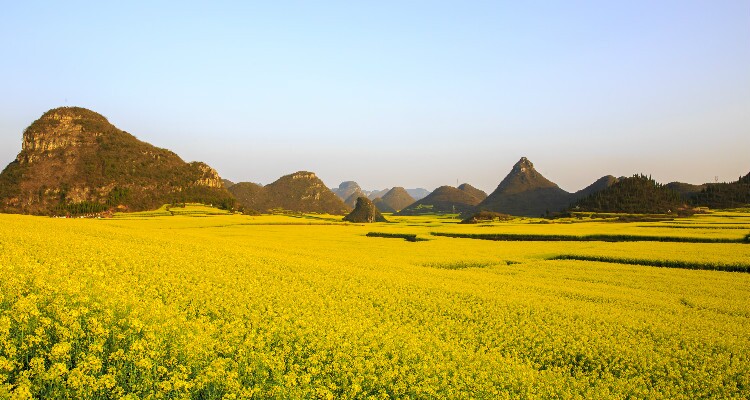 Luoping — The Golden Canola Fields of China