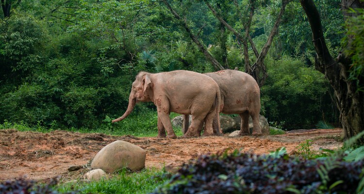 Asian Elephants