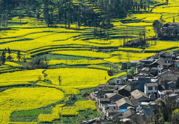 Luoping yellow flowers