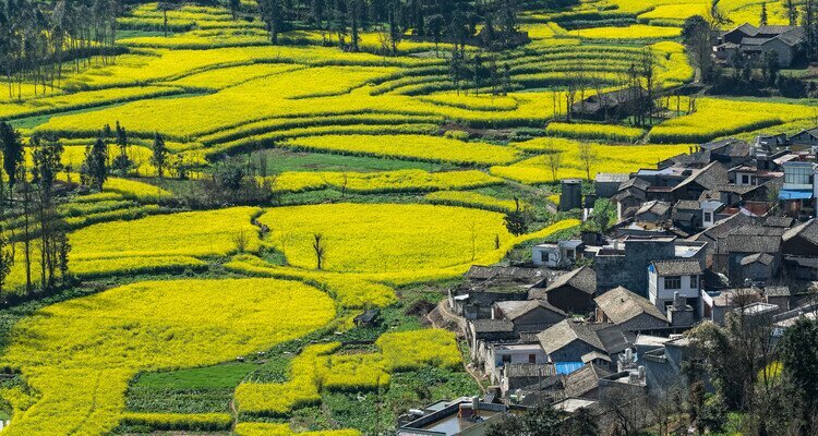 Yunnan – Campos de colza en flor en Luoping (primavera)