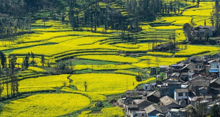 Canola Flowers in Luoping