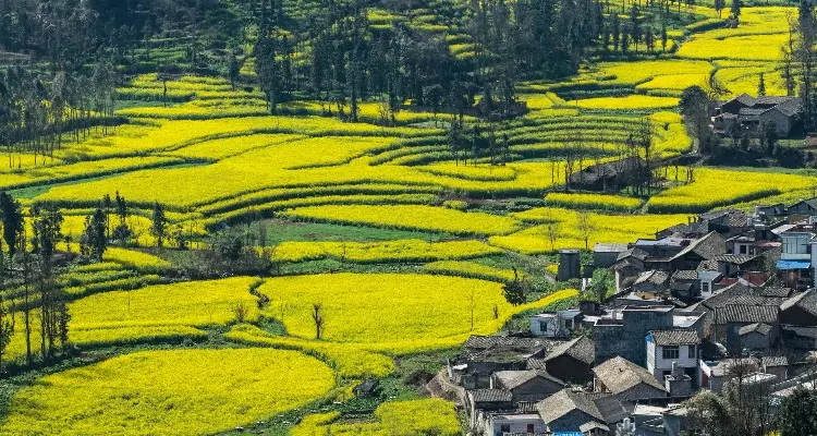 Canola Flowers in Luoping