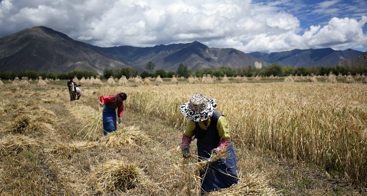 people working in barley fields