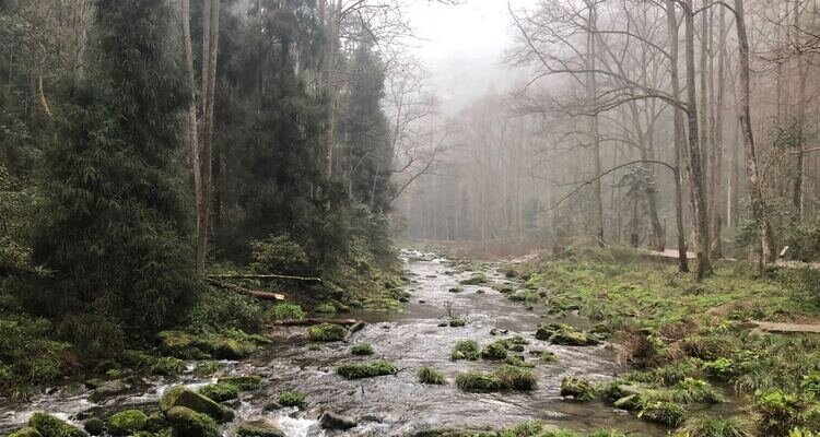 Golden Whip Stream in Early Morning Shrouded by Mists