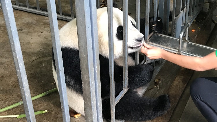 One Day Dujiangyan Panda Volunteer Program Tour