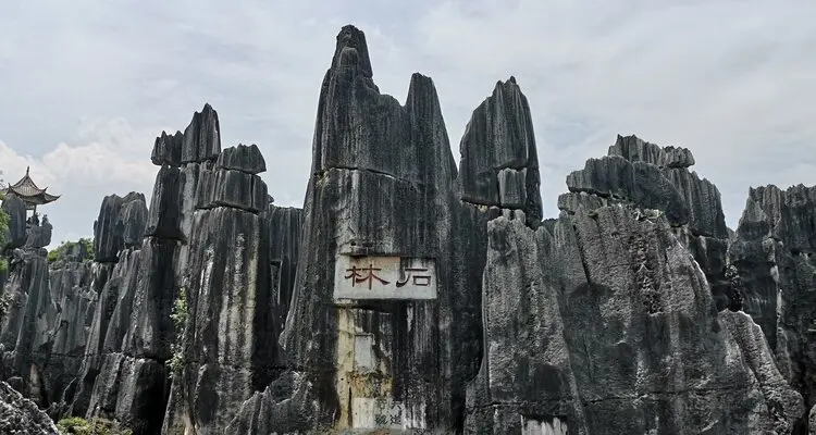 The Stone Forest