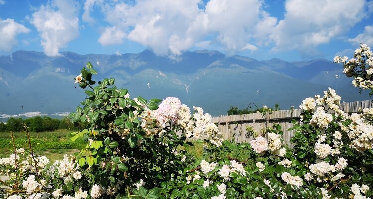 Rose Mansion beneath the Cangshan Mountains