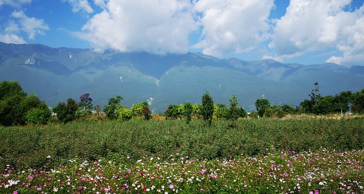 Cangshan Mountain with flowers