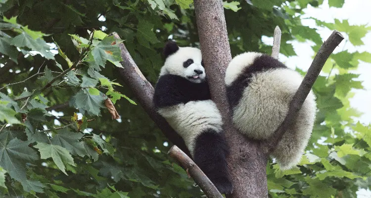 a panda climbing the tree