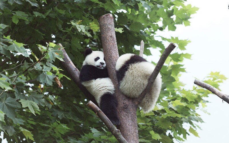 Wolong National Nature Reserve (Wolong Panda Center),  a Wild Panda Reserve