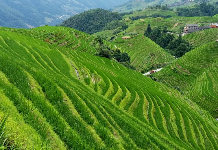 De juillet à août - Vert luxuriant