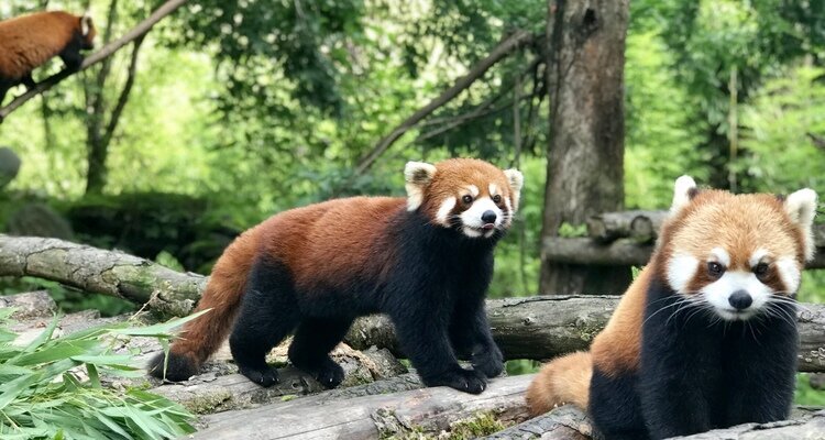 red pandas in Chengdu Panda Base