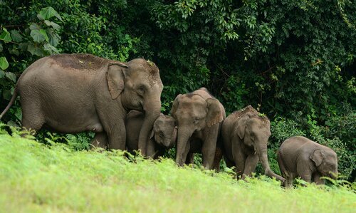 Chiang Mai Single Day Visit to Elephant Nature Park (No Riding)