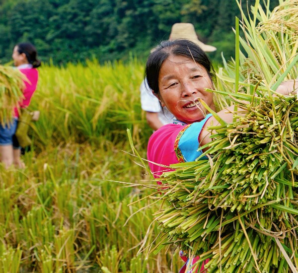ladies is harvesting rice