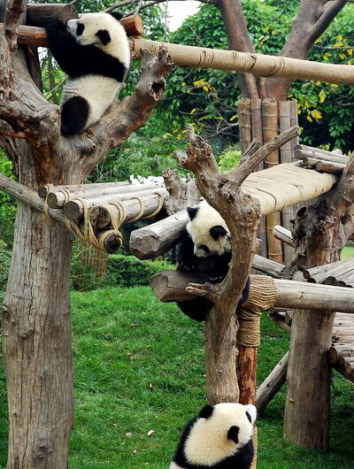 Centro de Investigación y Cría del Panda Gigante