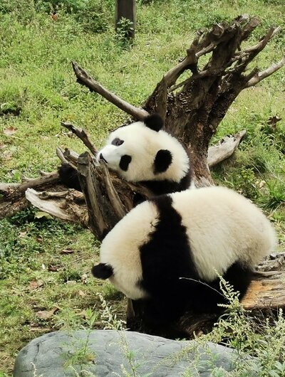 Centro de Investigación y Crianza de Panda