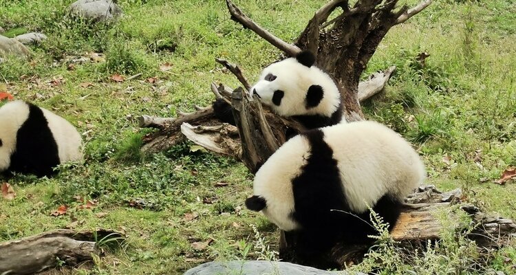 成都旅行