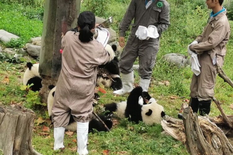 Base del panda di Wolong