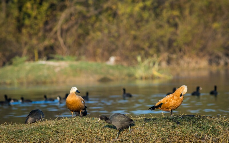 Dongtan Bird Reserve on Chongming Island Near Shanghai