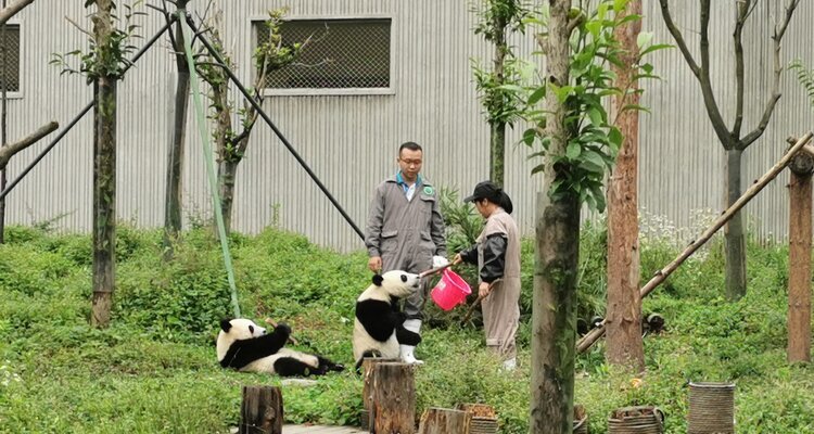 Base dei panda di Wolong