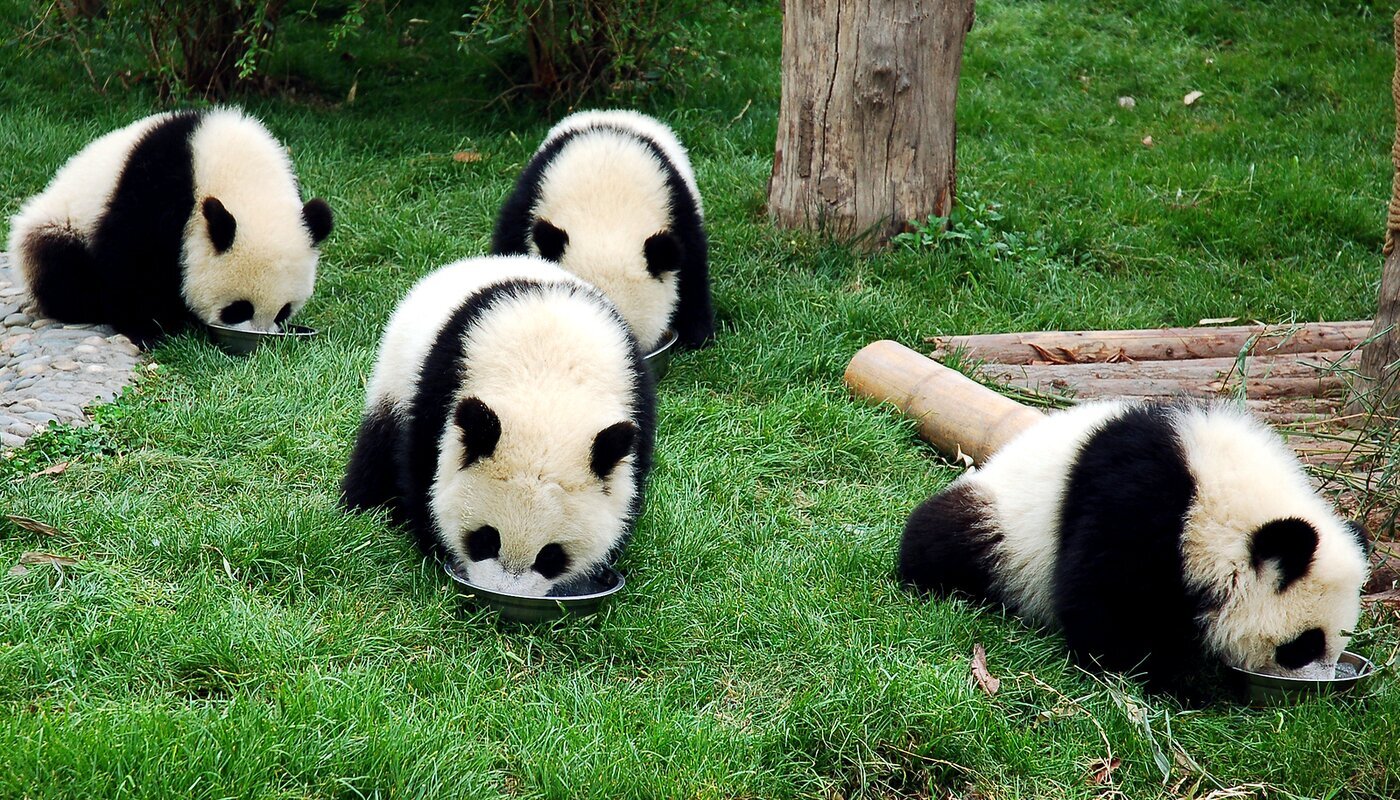 Base de recherche sur le panda géant