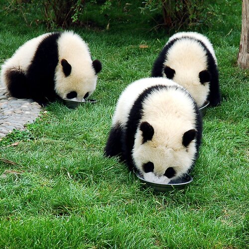 Chengdu Reise