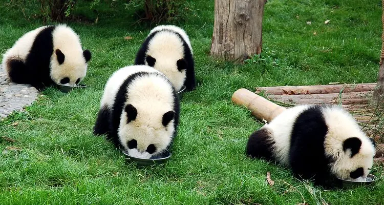 panda