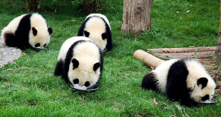 What Do Pandas Eat? And Other Fun Eating Facts