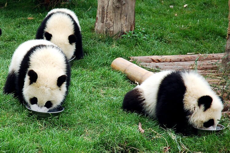 成都パンダ基地