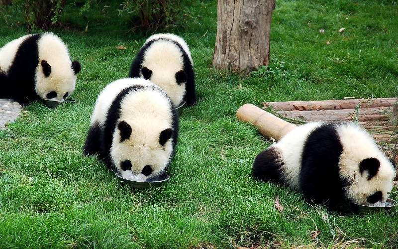 6 Top Places to See Giant Pandas in China: 3 Bases and 3 Zoos