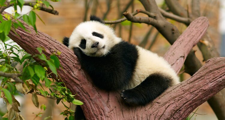 A Sleeping Giant Panda