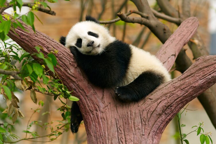 Панда ——не только символом Китая, но и символом Сычуани.