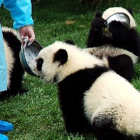 成都ジャイアントパンダ繁殖基地