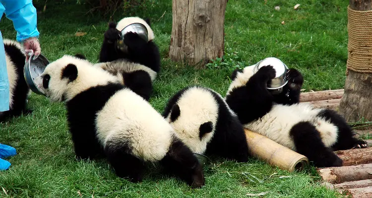 panda babys