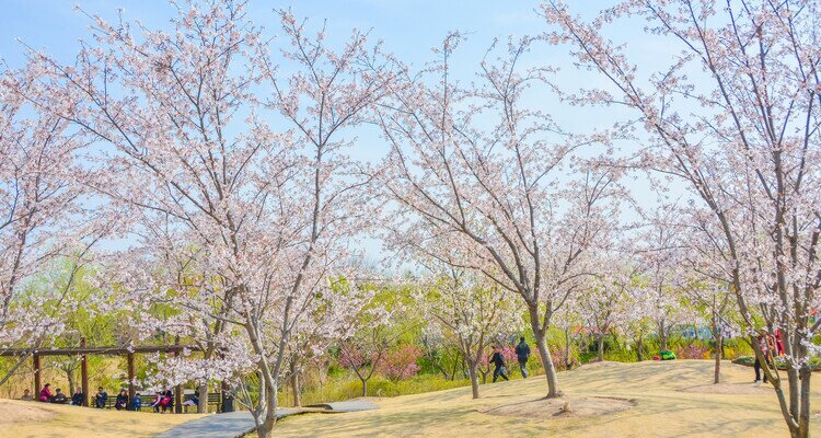 Floración de los cerezos en los parques de Shanghái