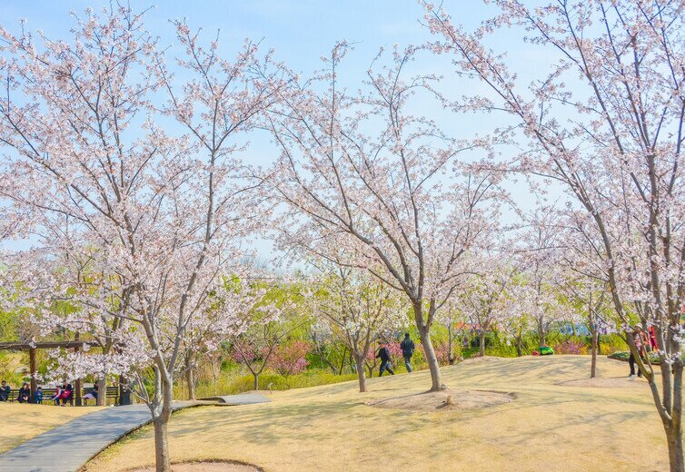 La floración de los cerezos en los parques