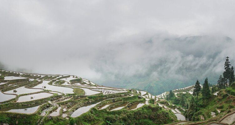 Rice Terraces