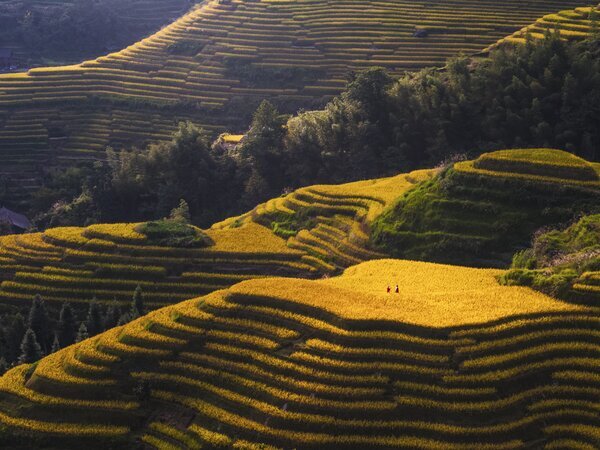 Rizières en terrasses de Longji