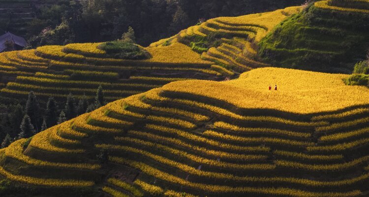 Les rizières en terrasses de Longji