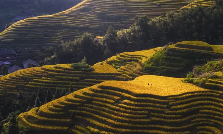 Longji Rice Terraces