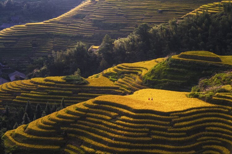 Terrazze di riso di Longji