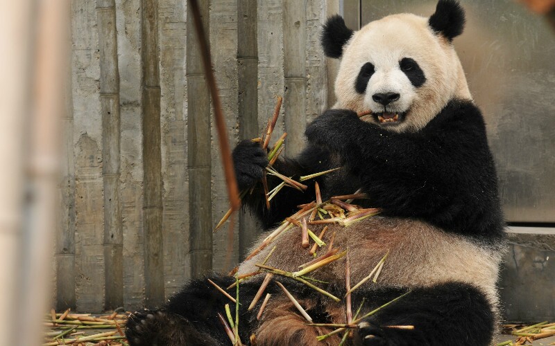 Characteristics And Appearance Of China Giant Pandas