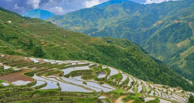 Rice Terraces