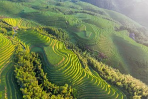 Rice Terraces