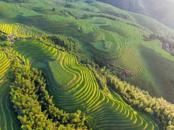Les rizières en terrasses de Longji