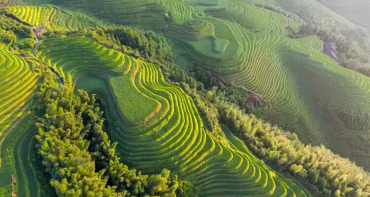 rice terrace