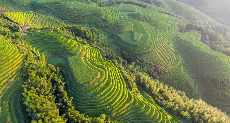 Longji Rice Terraces