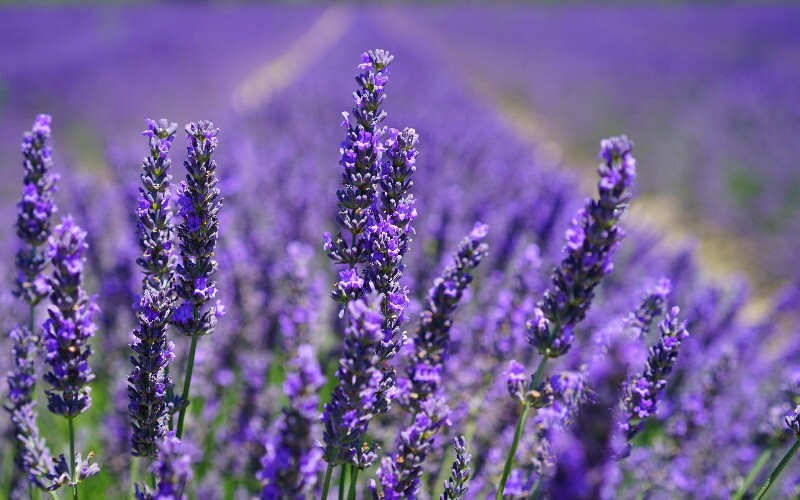 The Expat's Guide to the Best Lavender Gardens in Beijing